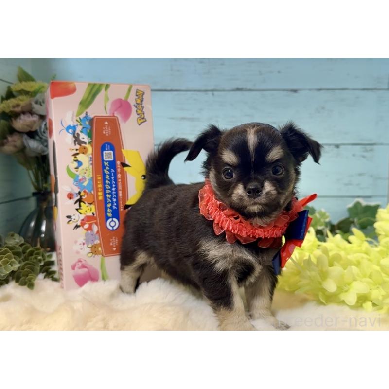 販売中の埼玉県のチワワ(ロングコート)-436114の7枚目