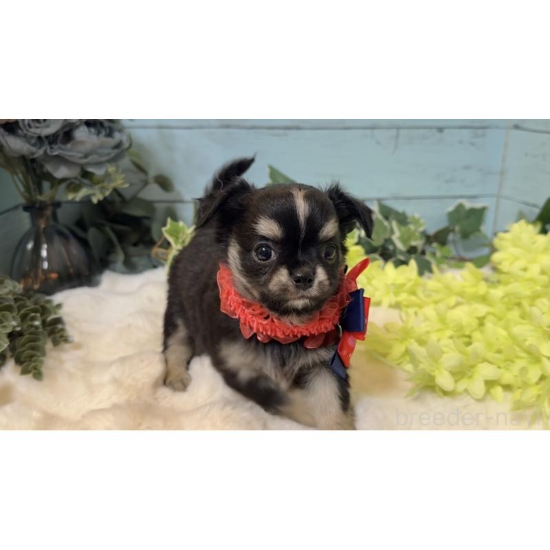 販売中の埼玉県のチワワ(ロングコート)-436114の6枚目