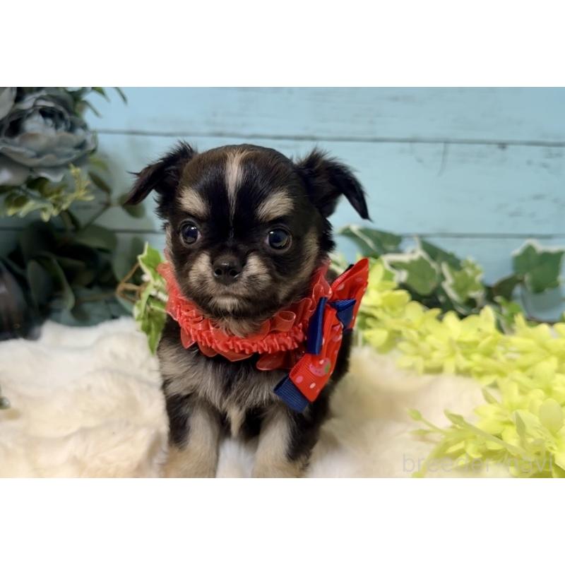 販売中の埼玉県のチワワ(ロングコート)-436114の5枚目