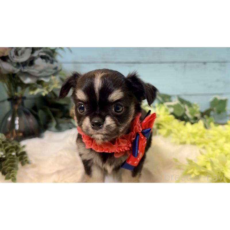 販売中の埼玉県のチワワ(ロングコート)-436114の4枚目