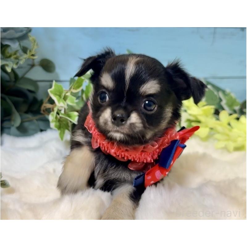 販売中の埼玉県のチワワ(ロングコート)-436114の3枚目