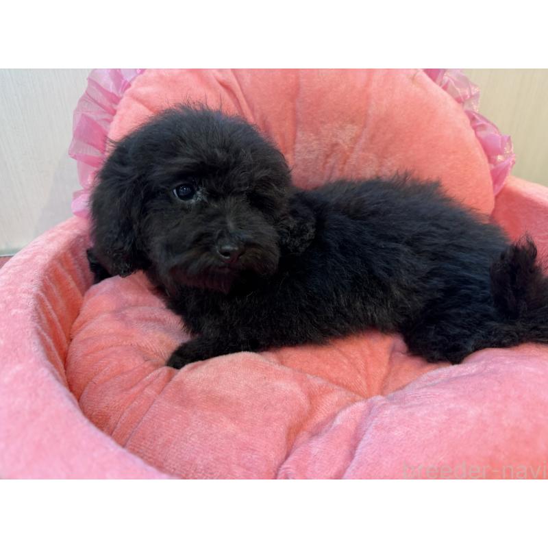 販売中の埼玉県のトイプードル-424111の4枚目