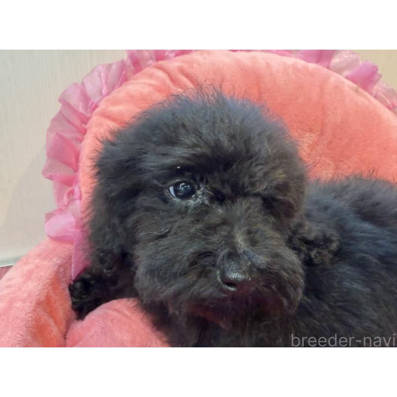 販売中の埼玉県のトイプードル-424111の3枚目