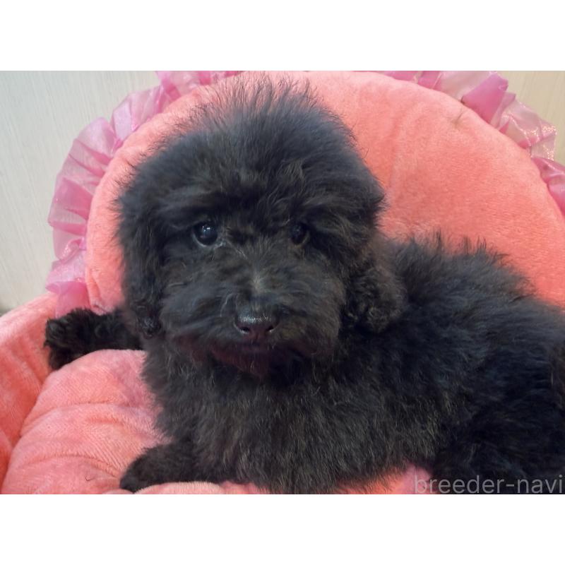 販売中の埼玉県のトイプードル-424111の2枚目