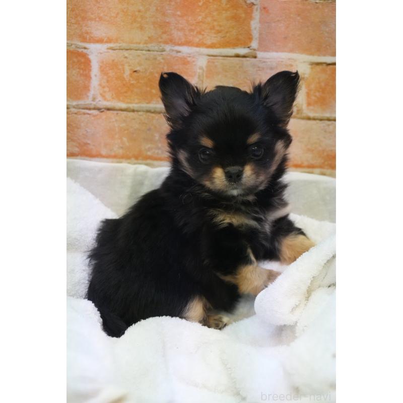 販売中の愛知県のチワワ(ロングコート)-436118の5枚目