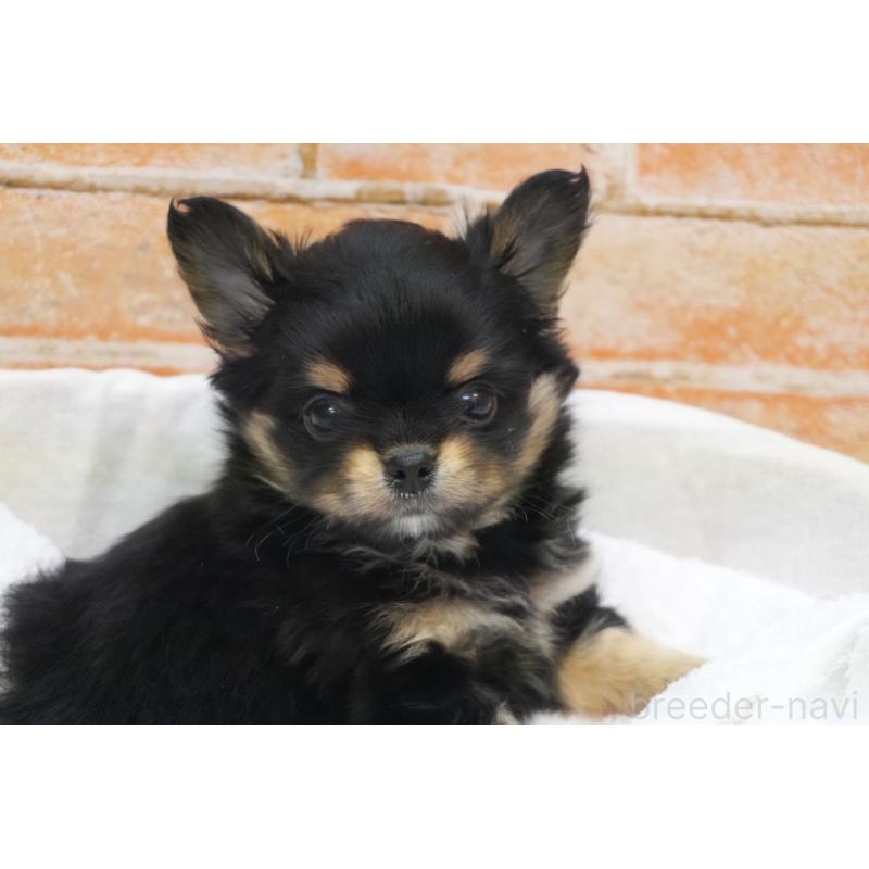 販売中の愛知県のチワワ(ロングコート)-436118の4枚目