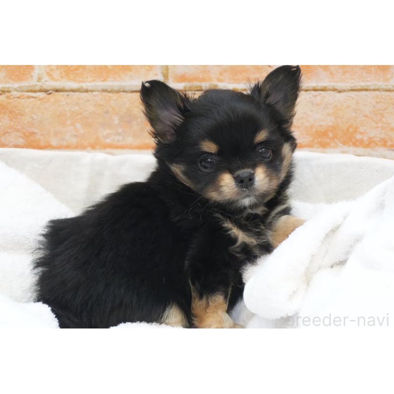 販売中の愛知県のチワワ(ロングコート)-436118の3枚目