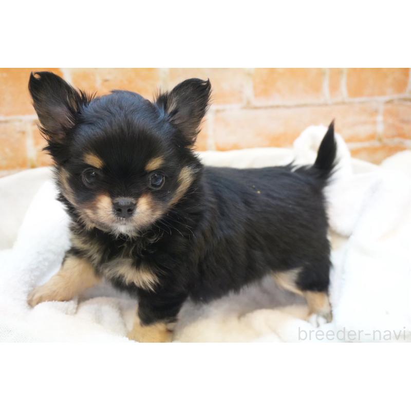 販売中の愛知県のチワワ(ロングコート)-436118の2枚目