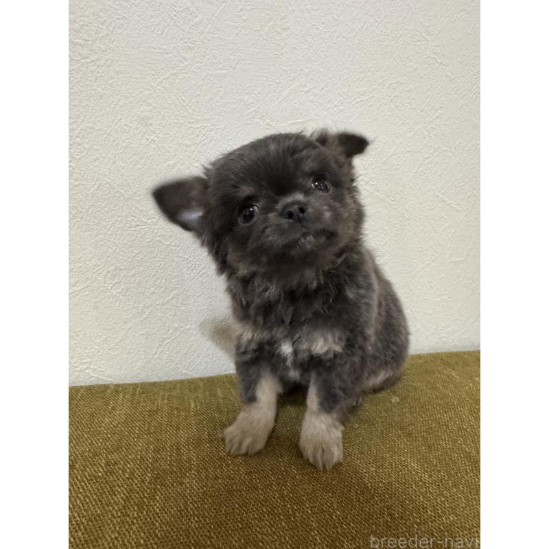 販売中の滋賀県のチワワ(ロングコート)-433405の2枚目