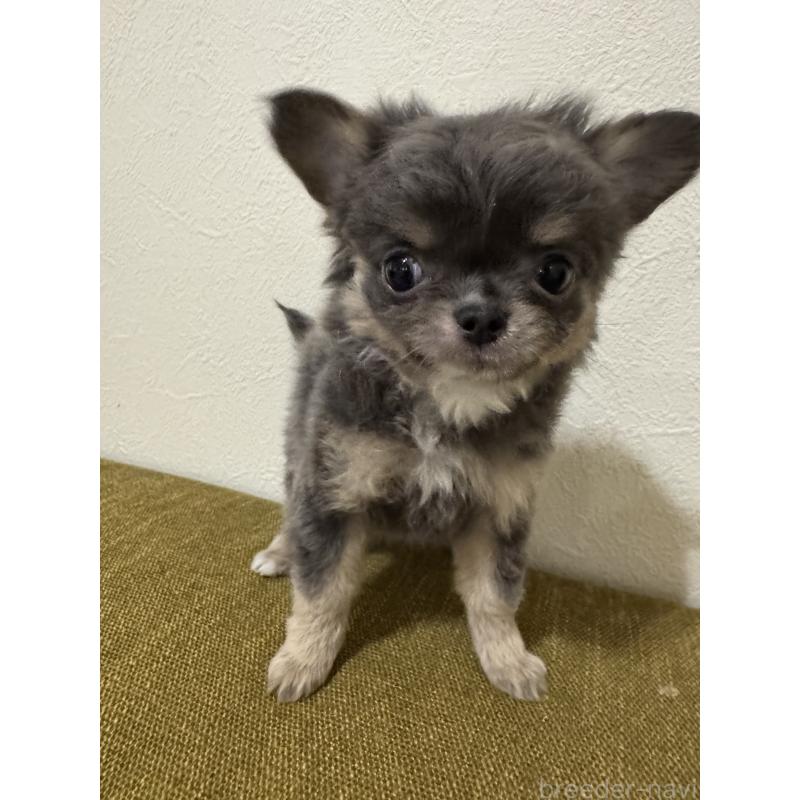 成約済の滋賀県のチワワ(ロングコート)-433402の2枚目