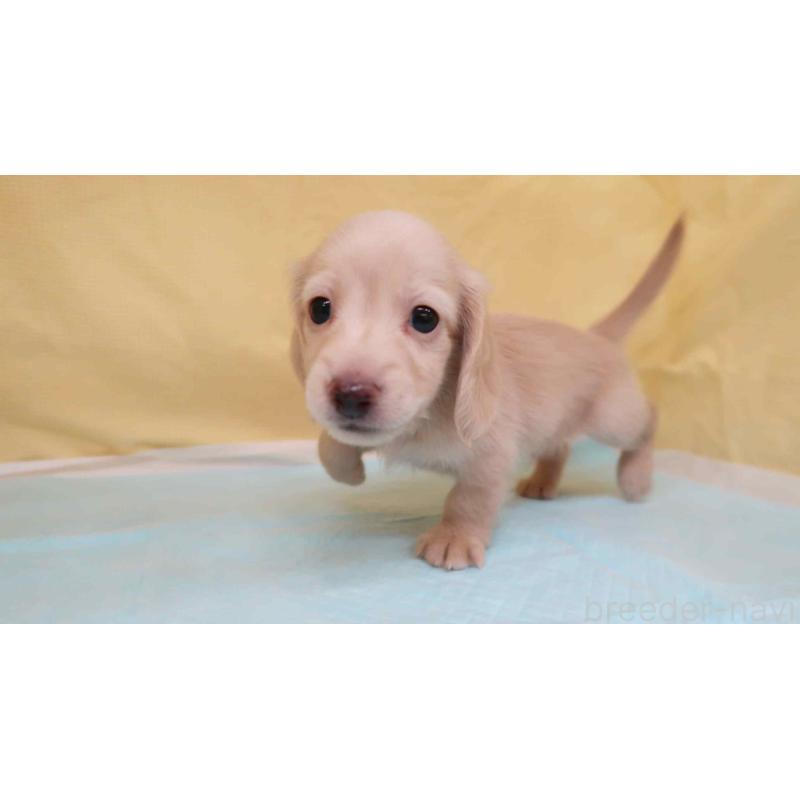 販売中の東京都のミニチュアダックスフンド(ロングヘアード)-436115の3枚目