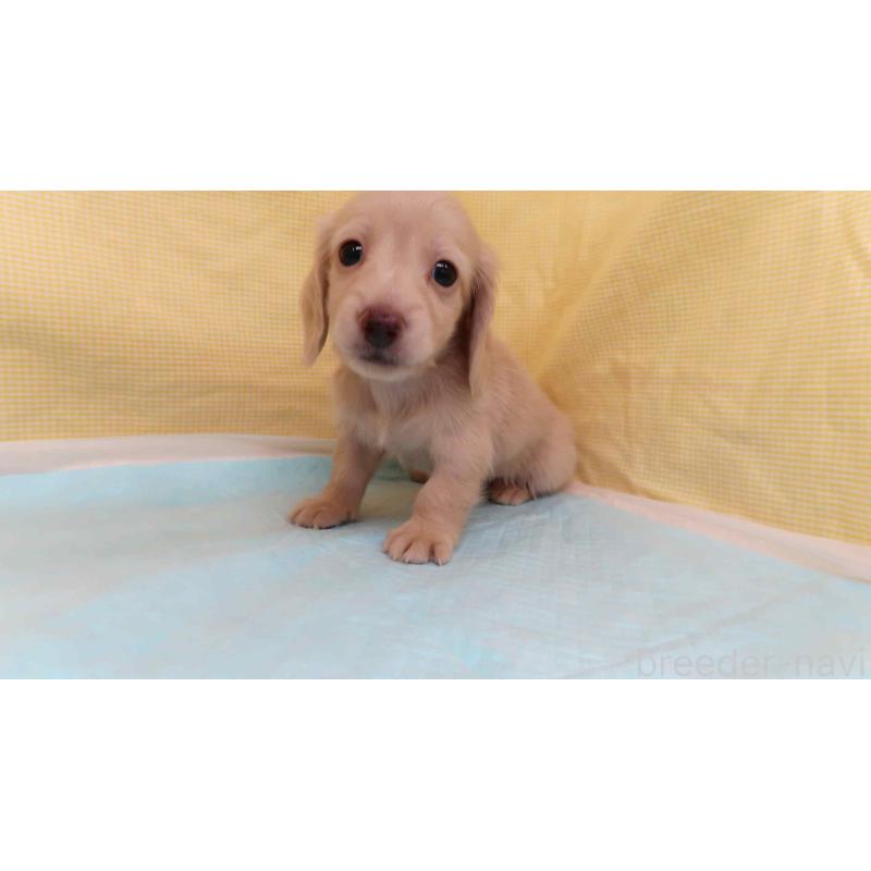 販売中の東京都のミニチュアダックスフンド(ロングヘアード)-436115の2枚目