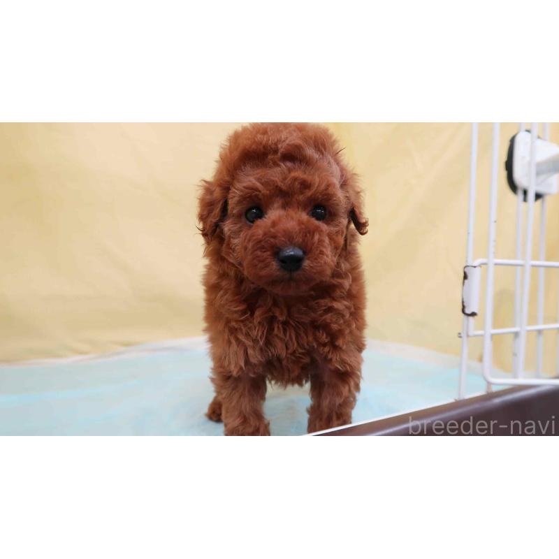 販売中の東京都のトイプードル-436116の3枚目