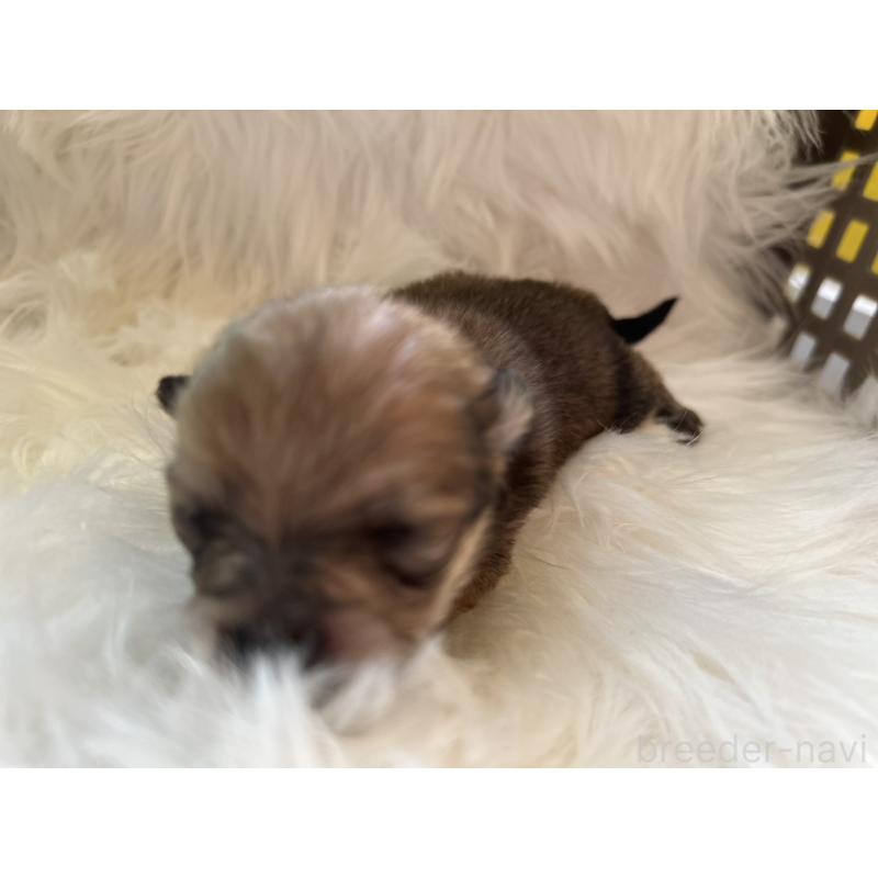 販売中の愛媛県のポメチワ:ポメラニアン×チワワ-436117の5枚目