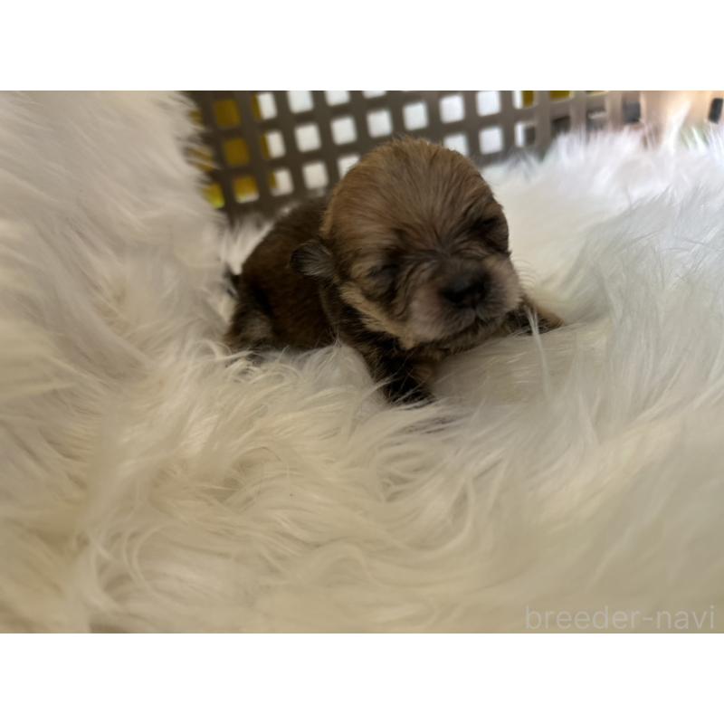 販売中の愛媛県のポメチワ:ポメラニアン×チワワ-436117の4枚目