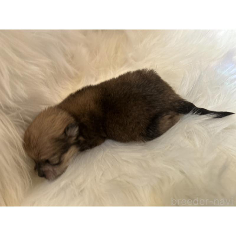 販売中の愛媛県のポメチワ:ポメラニアン×チワワ-436117の3枚目