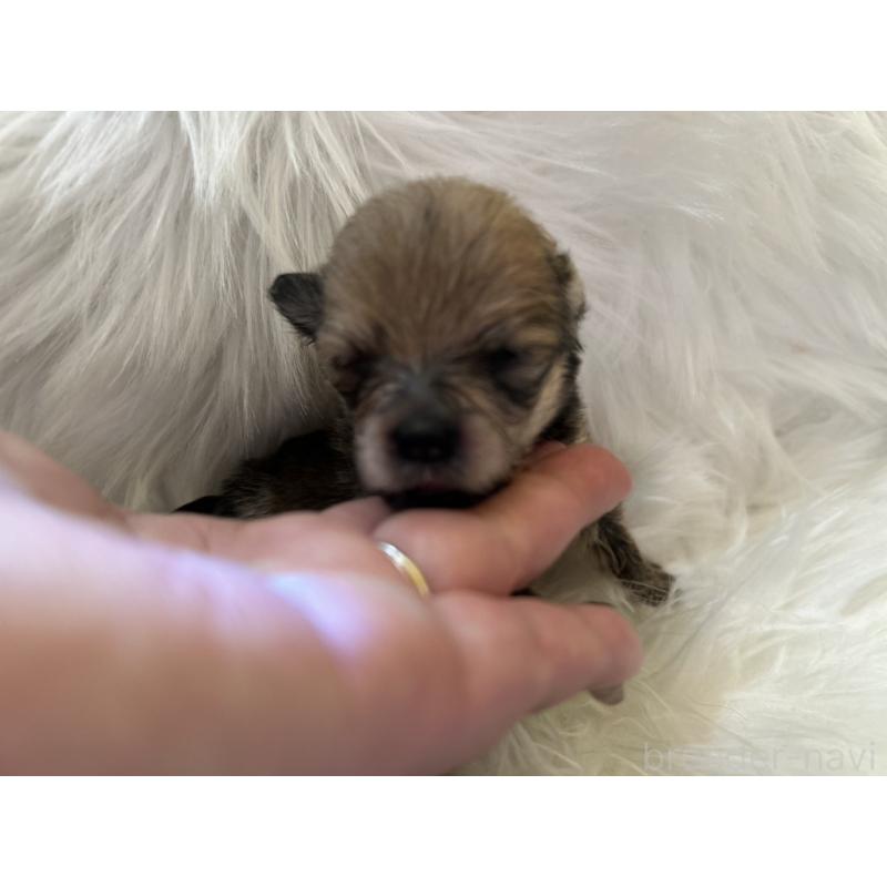 販売中の愛媛県のポメチワ:ポメラニアン×チワワ-436117の2枚目