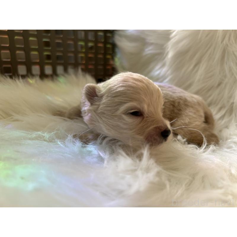 販売中の愛媛県のポメチワ:ポメラニアン×チワワ-436119の5枚目