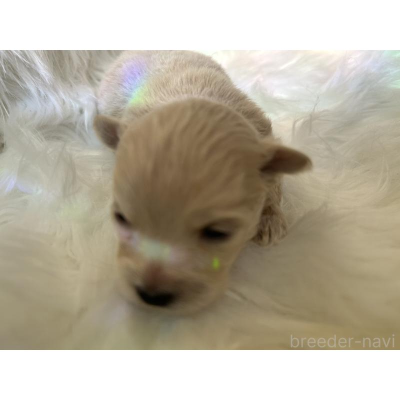 販売中の愛媛県のポメチワ:ポメラニアン×チワワ-436119の4枚目