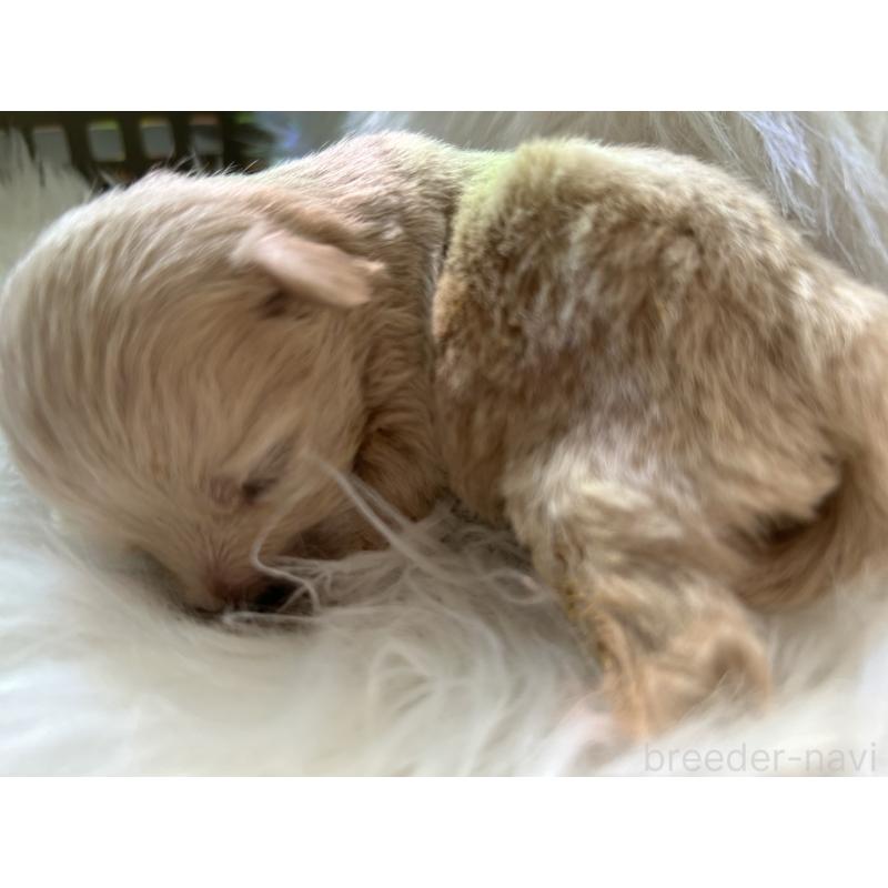 販売中の愛媛県のポメチワ:ポメラニアン×チワワ-436119の3枚目