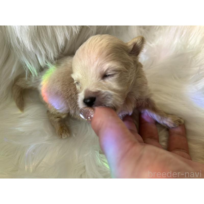 販売中の愛媛県のポメチワ:ポメラニアン×チワワ-436119の2枚目