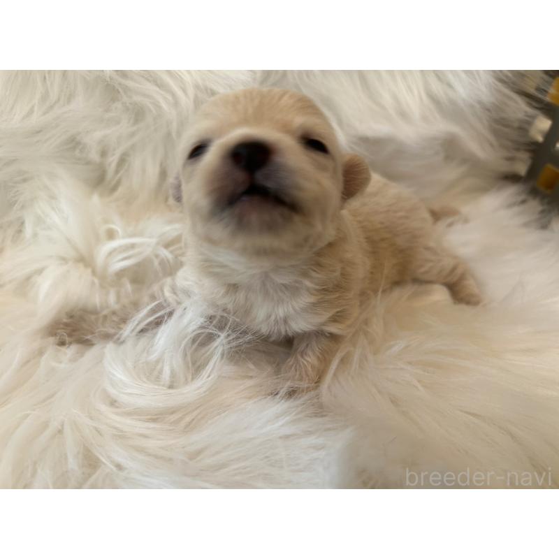 販売中の愛媛県のポメチワ:ポメラニアン×チワワ-436120の7枚目