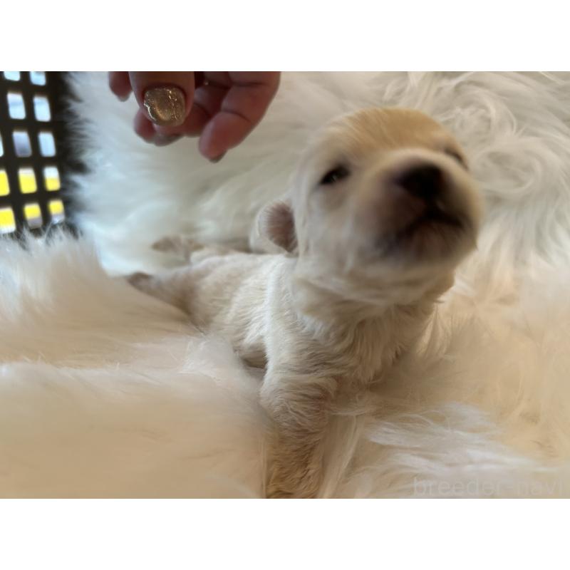 販売中の愛媛県のポメチワ:ポメラニアン×チワワ-436120の6枚目