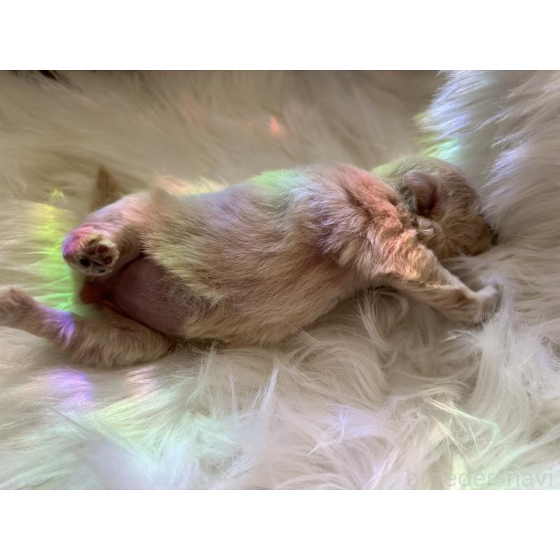 販売中の愛媛県のポメチワ:ポメラニアン×チワワ-436120の5枚目