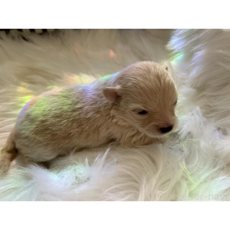 販売中の愛媛県のポメチワ:ポメラニアン×チワワ-436120の4枚目