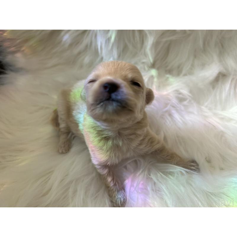 販売中の愛媛県のポメチワ:ポメラニアン×チワワ-436120の3枚目