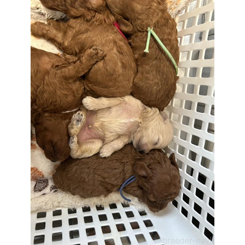 販売中の愛媛県のポメチワ:ポメラニアン×チワワ-436120の2枚目