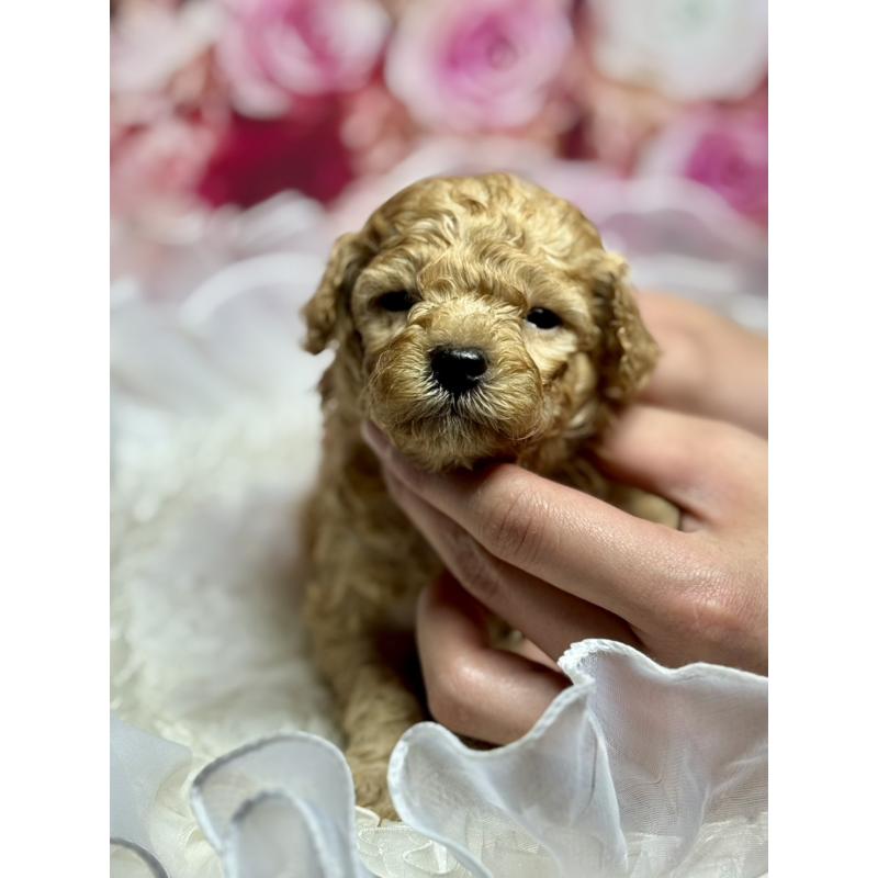 販売中の広島県のトイプードル-436121の3枚目