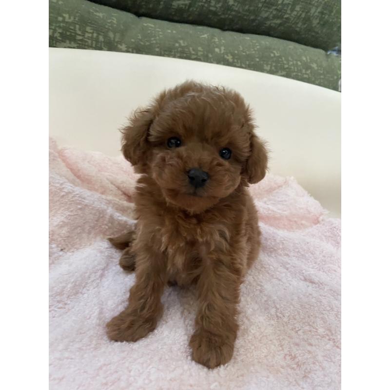 販売中の福岡県のタイニープードル-436122の8枚目