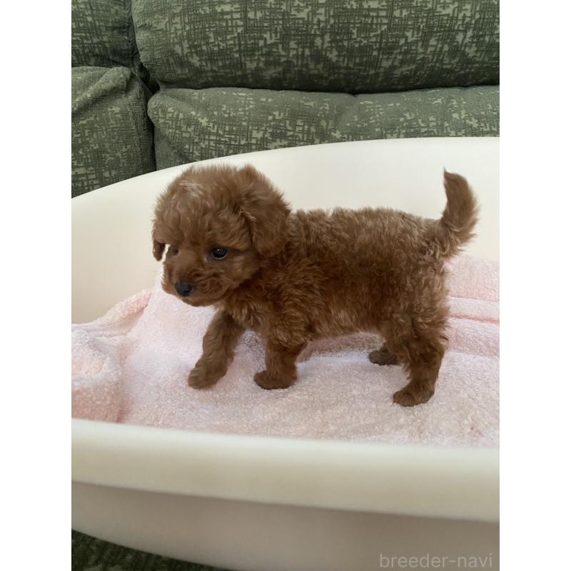 販売中の福岡県のタイニープードル-436122の7枚目