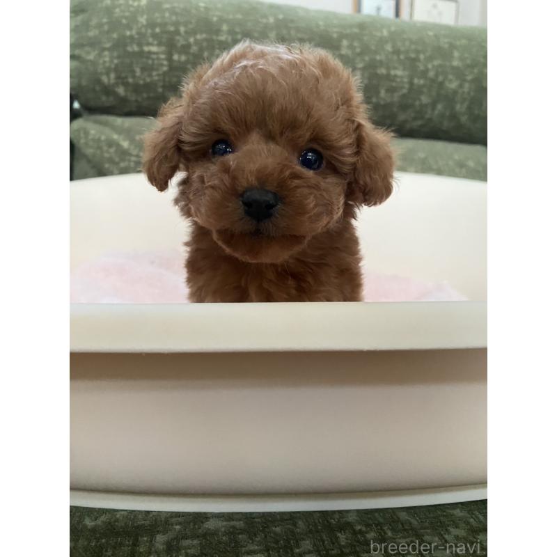 販売中の福岡県のタイニープードル-436122の6枚目