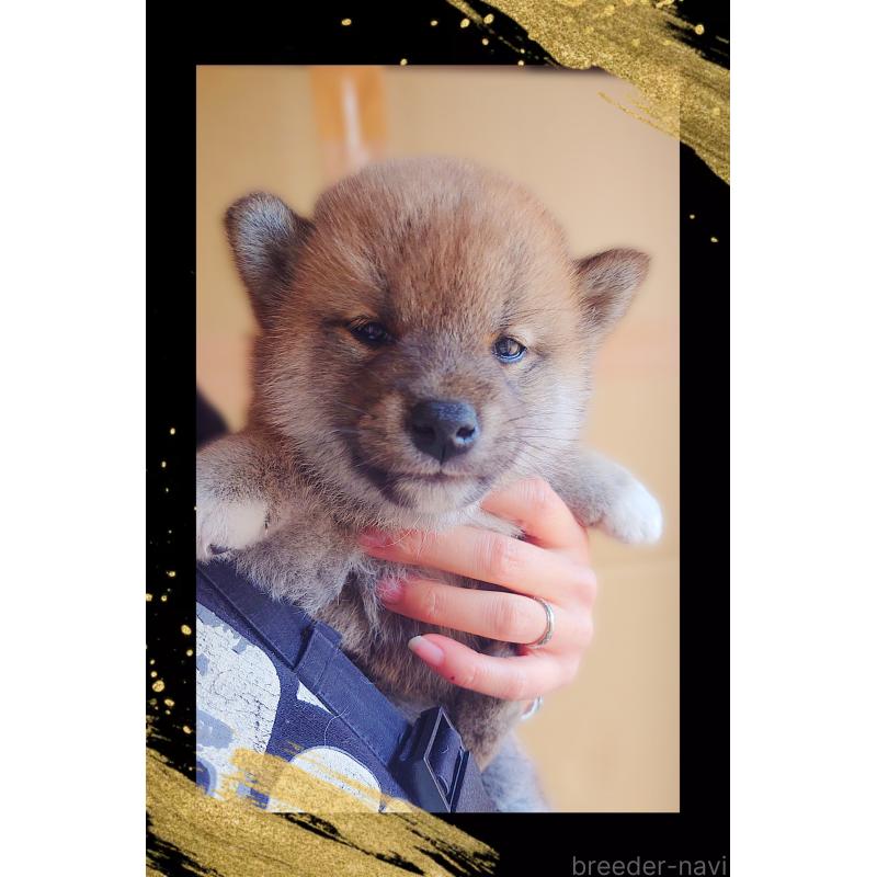 販売中の栃木県の柴犬-435576の4枚目