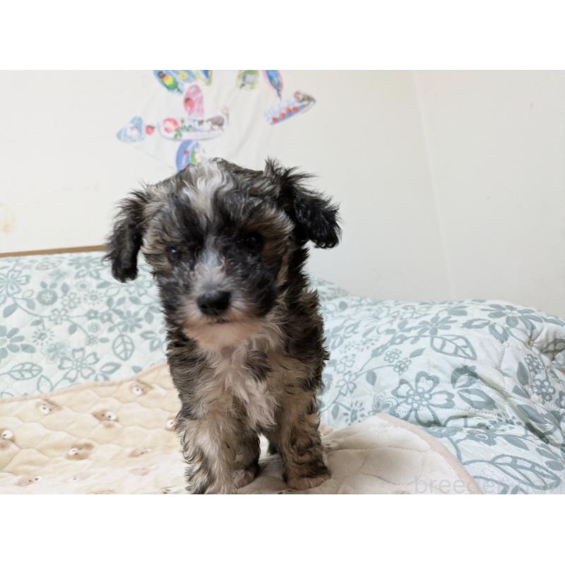 販売中の大分県のチャイニーズクレステッドドッグ-431883の10枚目