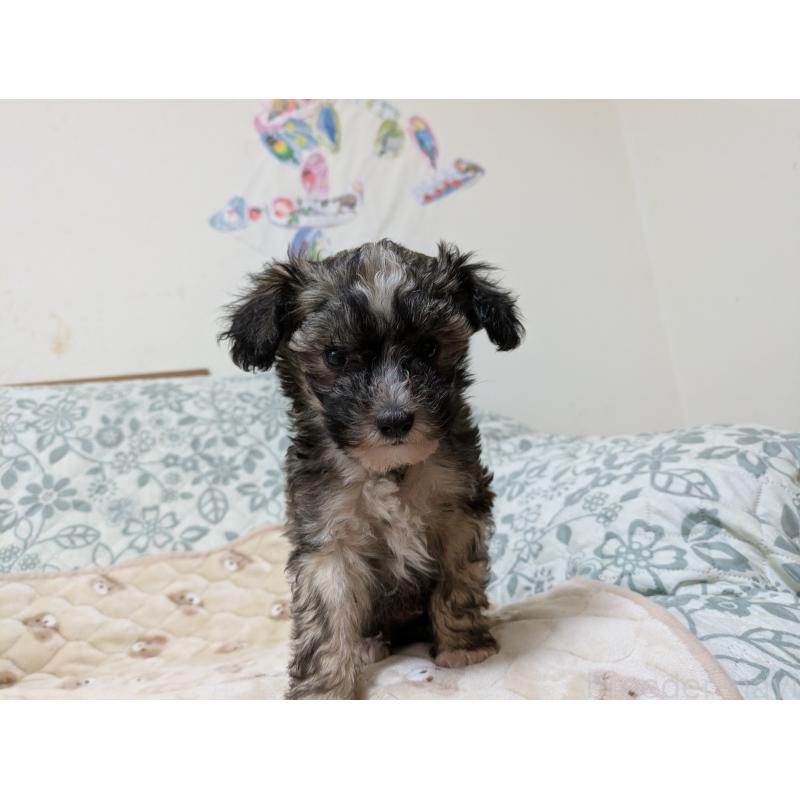 販売中の大分県のチャイニーズクレステッドドッグ-431883の8枚目