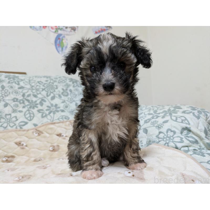 販売中の大分県のチャイニーズクレステッドドッグ-431883の7枚目