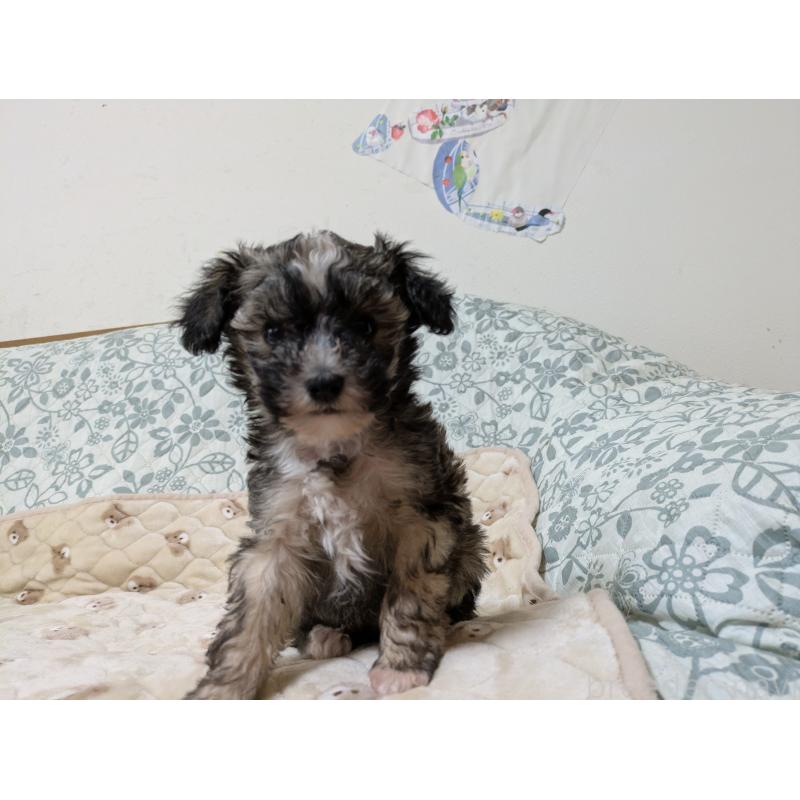 販売中の大分県のチャイニーズクレステッドドッグ-431883の5枚目