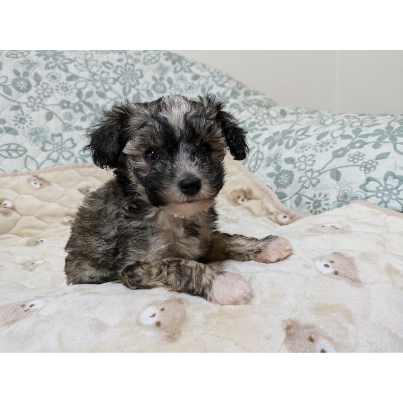 販売中の大分県のチャイニーズクレステッドドッグ-431883の4枚目