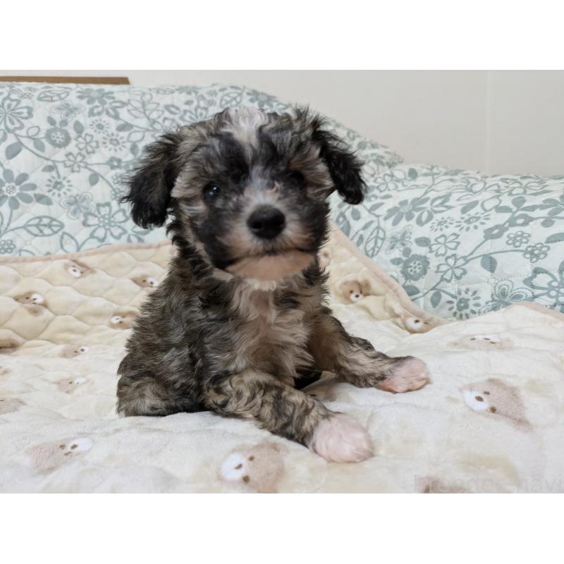 販売中の大分県のチャイニーズクレステッドドッグ-431883の3枚目