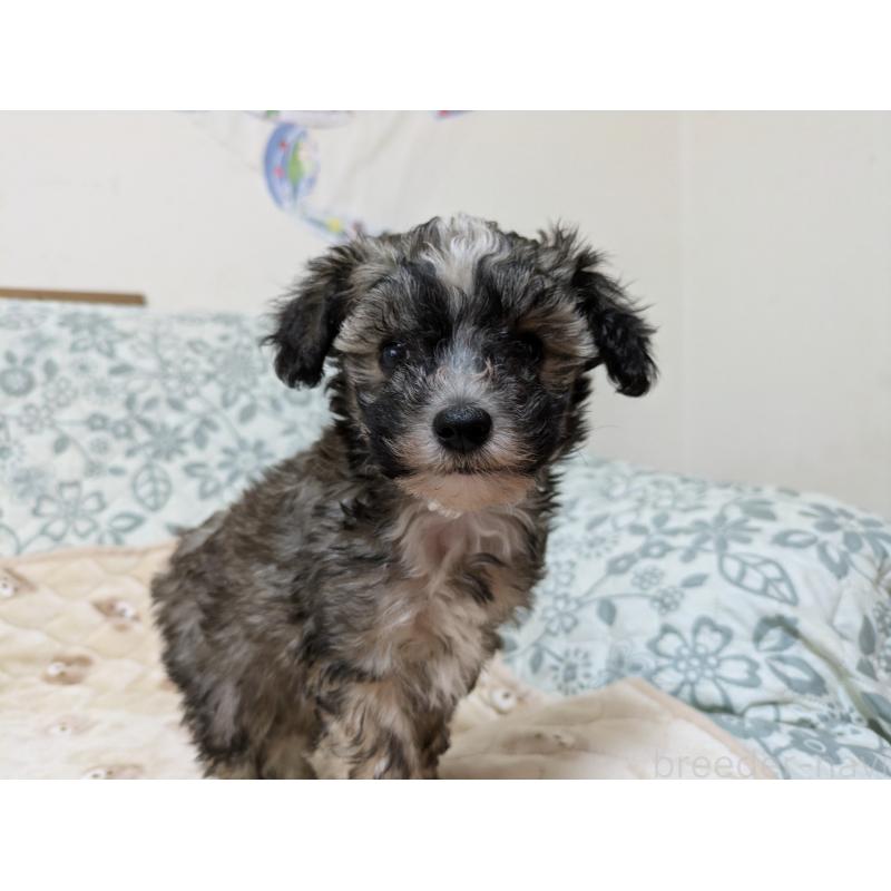 販売中の大分県のチャイニーズクレステッドドッグ-431883の2枚目