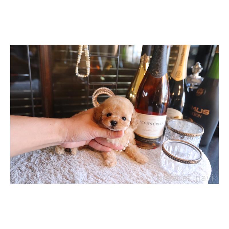 販売中の埼玉県のタイニープードル-436123の5枚目