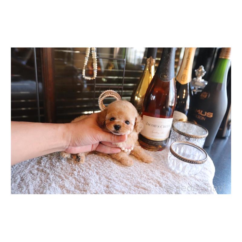 販売中の埼玉県のタイニープードル-436123の3枚目