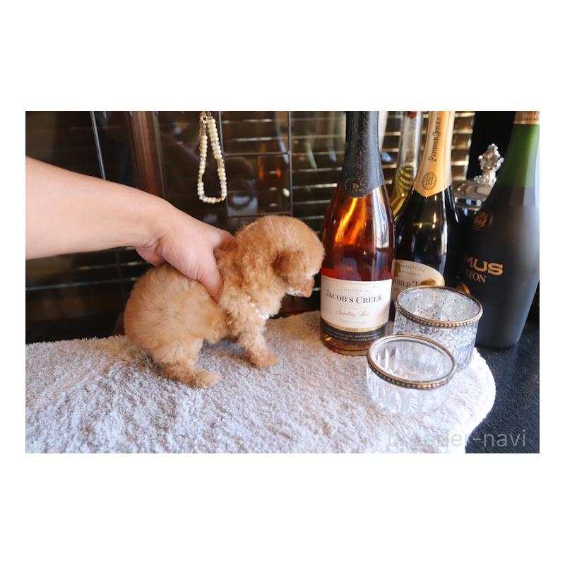 販売中の埼玉県のタイニープードル-436123の4枚目