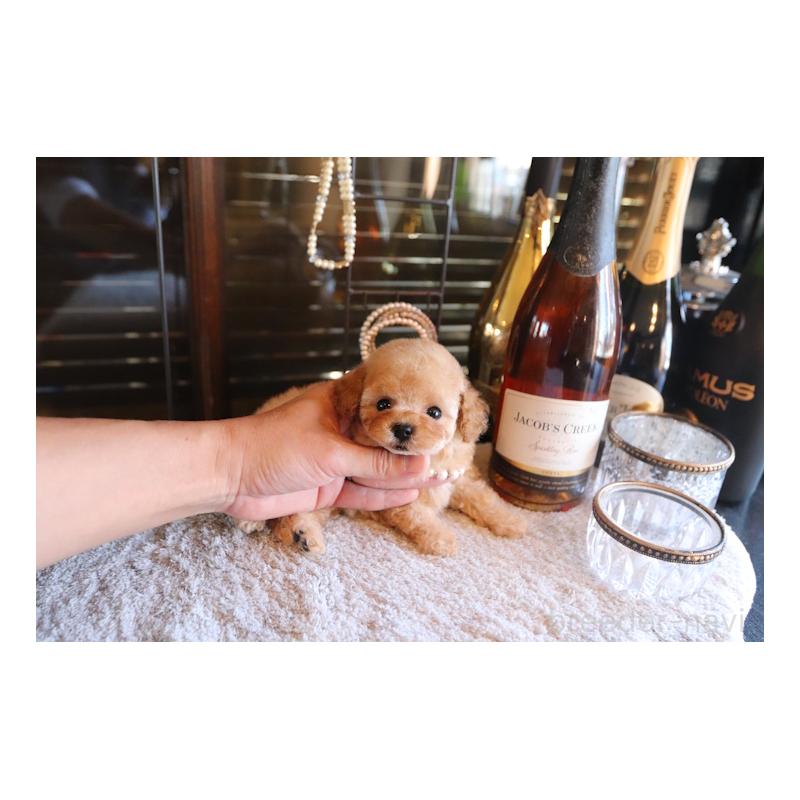 販売中の埼玉県のタイニープードル-436123の2枚目