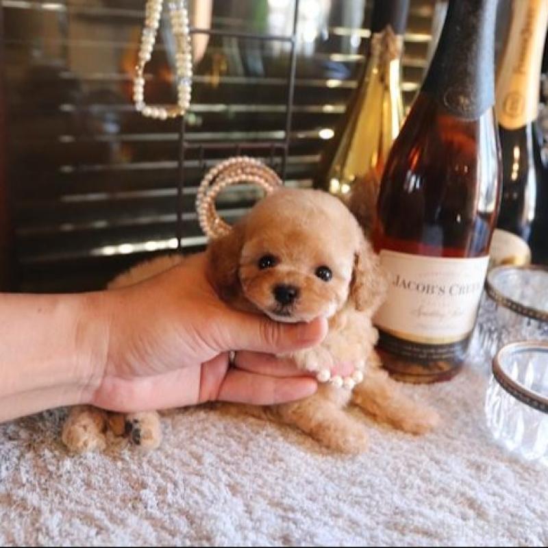 販売中の埼玉県のタイニープードル-436123の1枚目