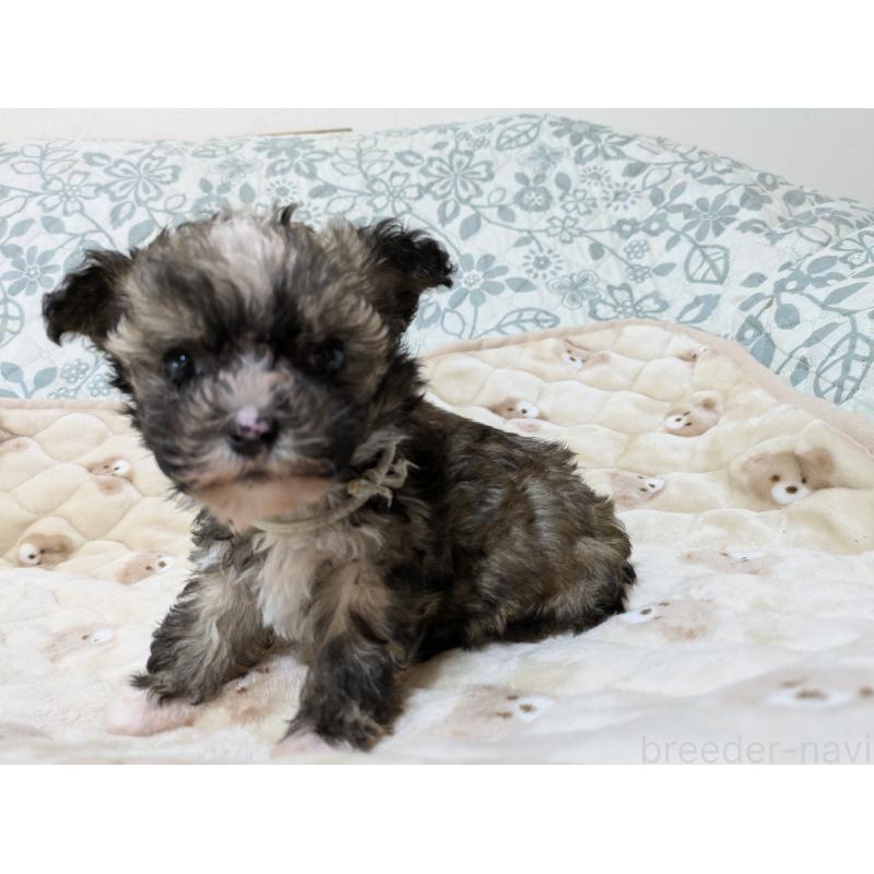 販売中の大分県のチャイニーズクレステッドドッグ-431885の8枚目