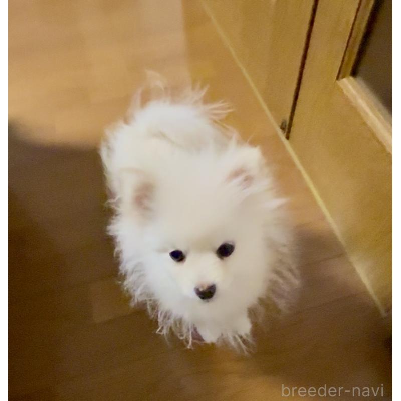 販売中の岩手県のポメラニアン-418616の3枚目